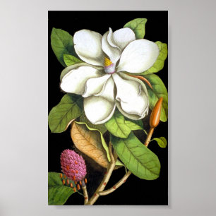 Poster Vintage Magnolia Botanique
