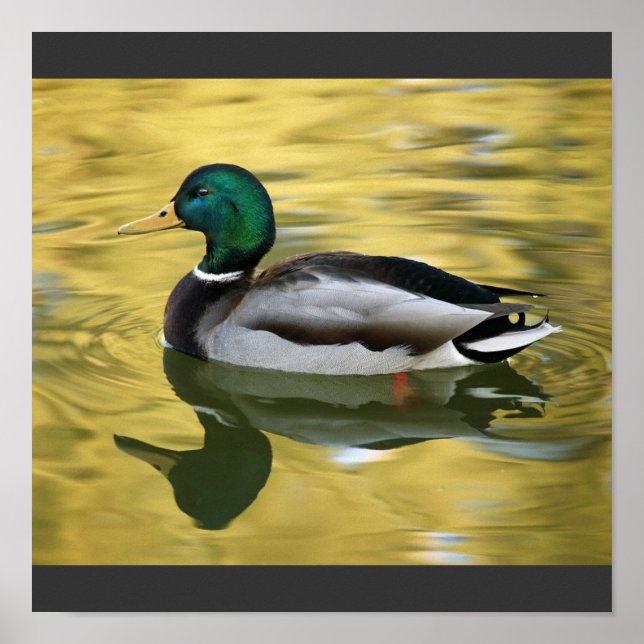 Poster vintage Mallard Duck Art (Devant)