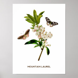 Poster Vintage Mountain Laurel Botanique
