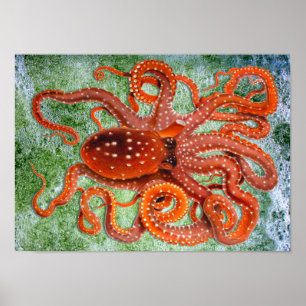 Poster vintage océanique octopus