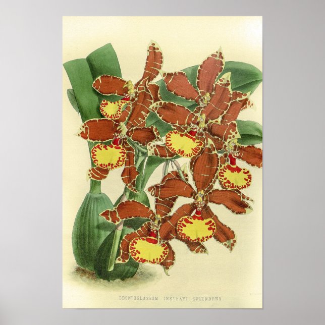 Poster Vintage Odontoglossum Orchid Flower (Devant)