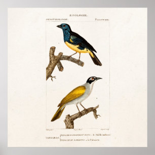 Poster Vintage Old 1800s Orioles Color Bird Illustration