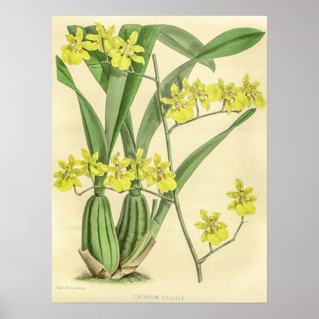 Poster Vintage Oncidium Sessile Orchidée (Devant)