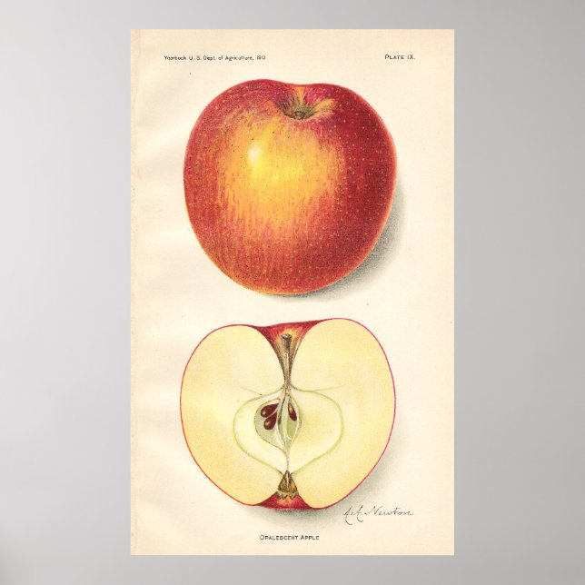 Poster vintage Opalescent Apple (Devant)