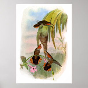 Poster Vintage Orange Noir Vache
