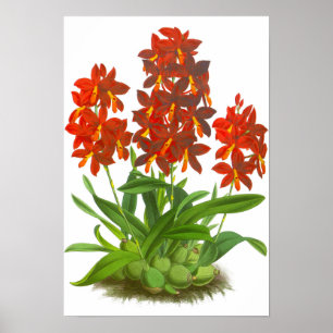 Poster Vintage Orange rouge orchidée