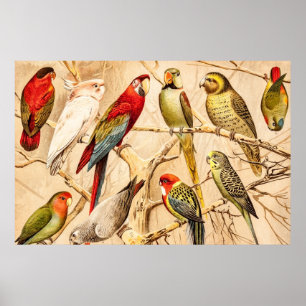 Poster Vintage Parrot