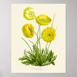 Poster Vintage Pavot Jaune