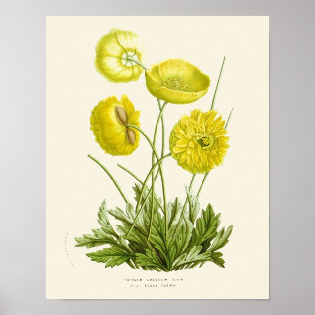 Poster Vintage Pavot Jaune (Devant)