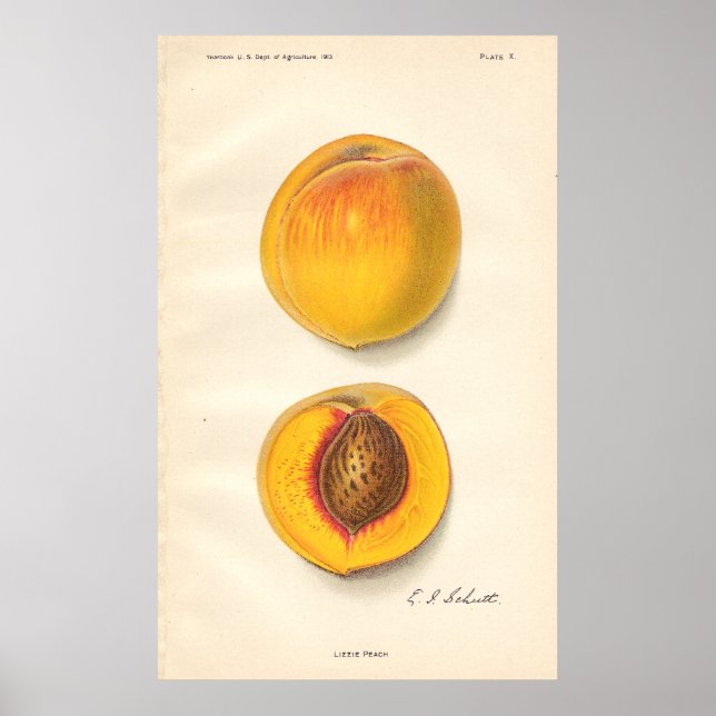 Poster vintage Peaches (Devant)