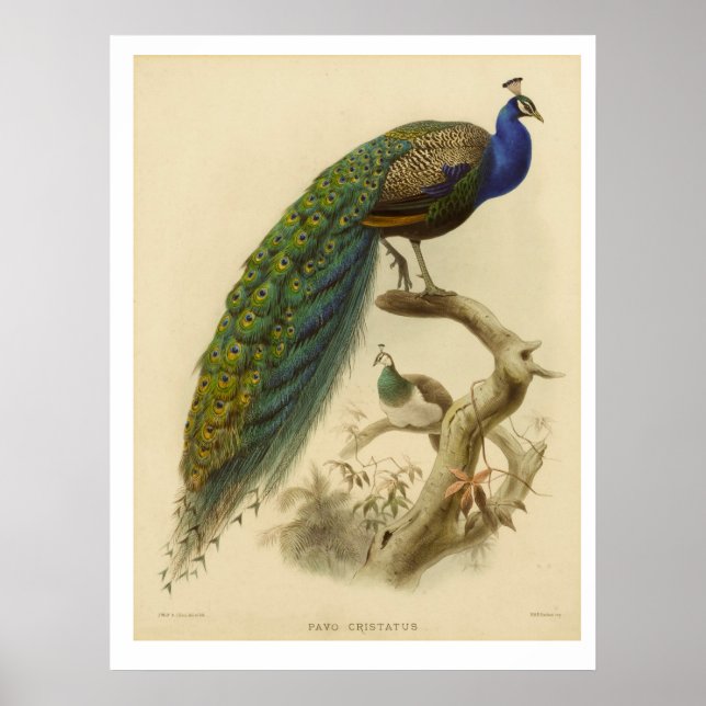 Poster vintage Peacock (Devant)