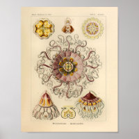Vintage Peromedusae Color Ernst Haeckel Art Imprim