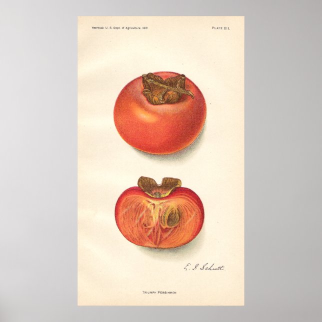 Poster vintage Persimmon (Devant)