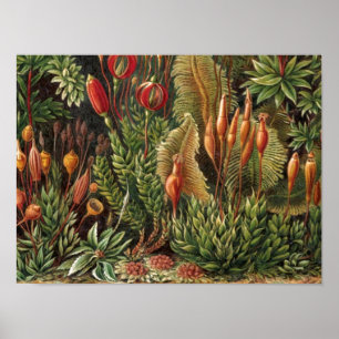 Poster Vintage Plante Haeckel