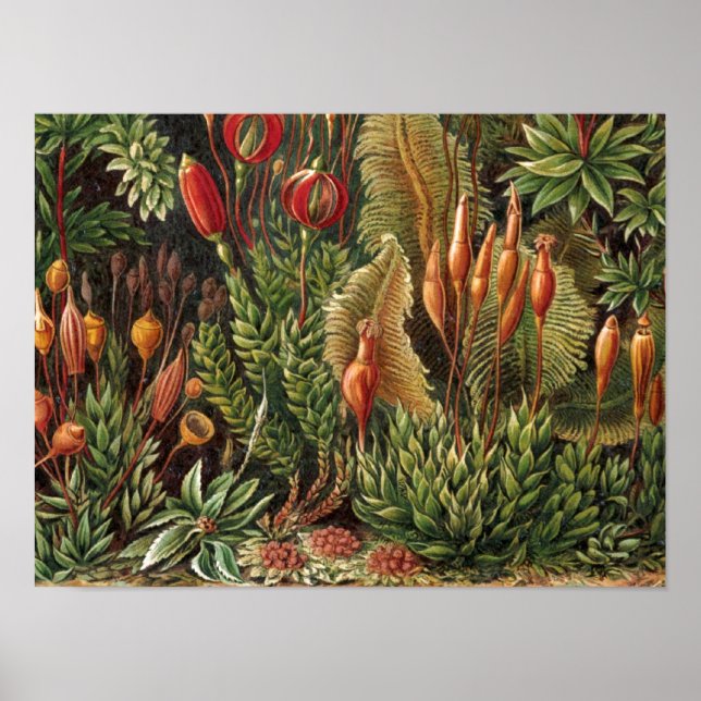 Poster Vintage Plante Haeckel (Devant)