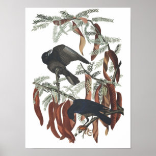 Poster vintage Poisson Crow Imprimer