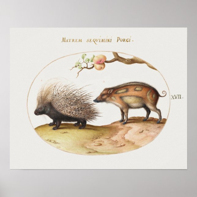 Poster vintage Porcupine (Devant)