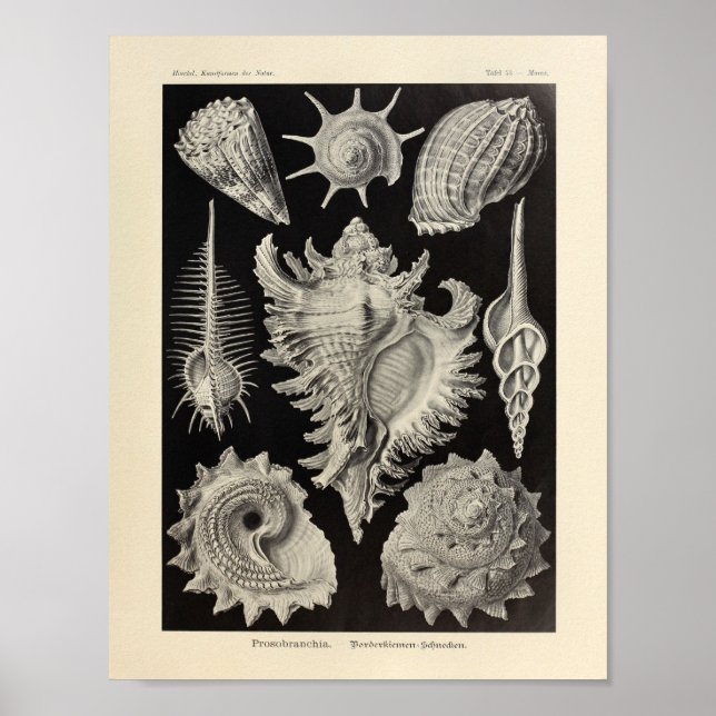 Poster Vintage Prosobranchia Ernst Haeckel (Devant)