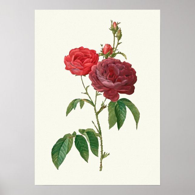 Poster Vintage Red Roses Botanique Imprimer (Devant)