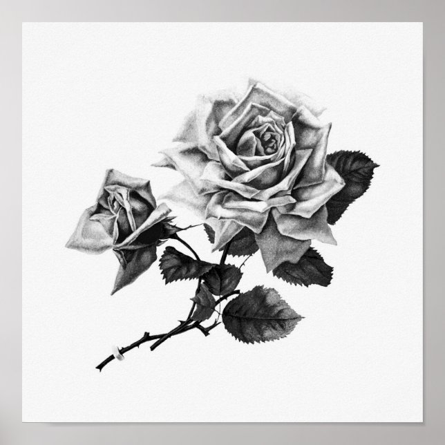 Poster Vintage Rose Illustration (Devant)