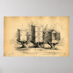 Poster Vintage ruches apicoles Imprimer
