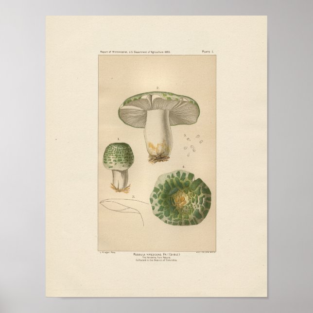 Poster Vintage Russula (Devant)