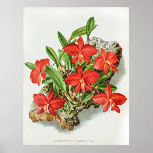 Poster Vintage Sophronite à Scarlet Fleur d'orchidée