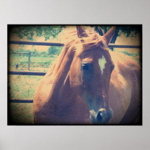 Poster Vintage Sorrel