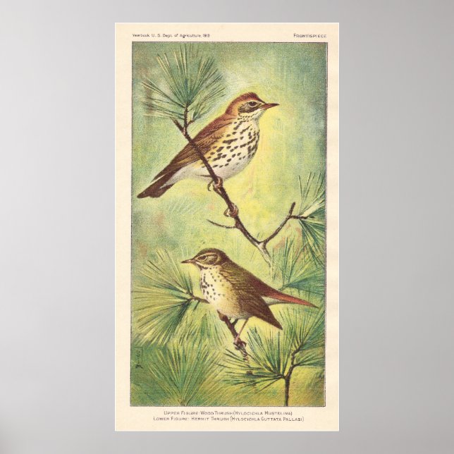 Poster vintage Thrush (Devant)
