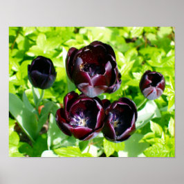 Poster Vintage violet noir Tulipes vert Fleurs Hollande