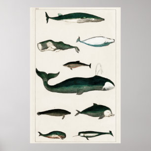 Poster Vintage Whale Illustration
