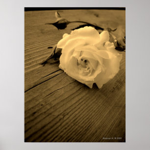 Poster vintage White Rose Sepia