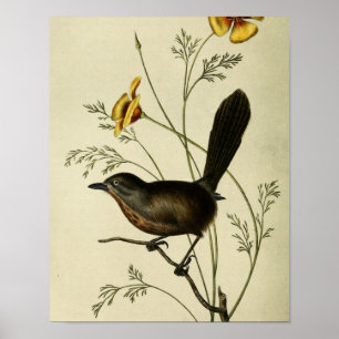 Poster Vintage Wren au sol