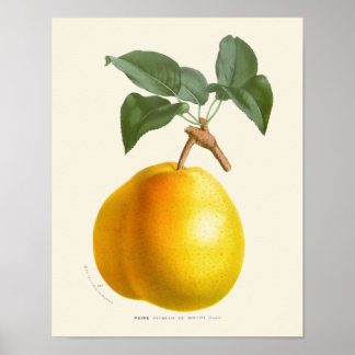 Poster Vintage Yellow Pear Botanique Print