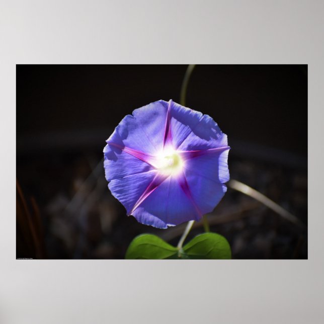 Poster Violet, (Devant)