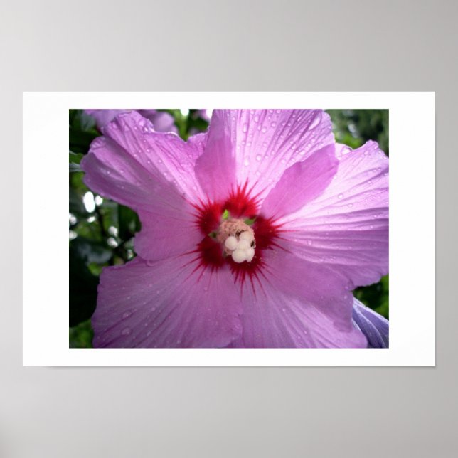 Poster violet (Devant)