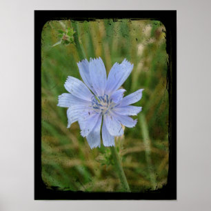 Poster Violet