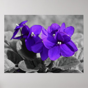 Poster Violet,
