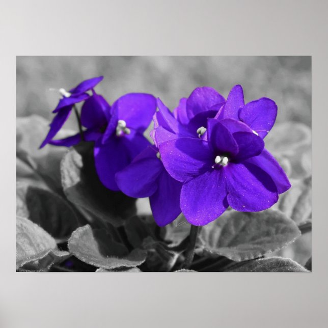 Poster Violet, (Devant)
