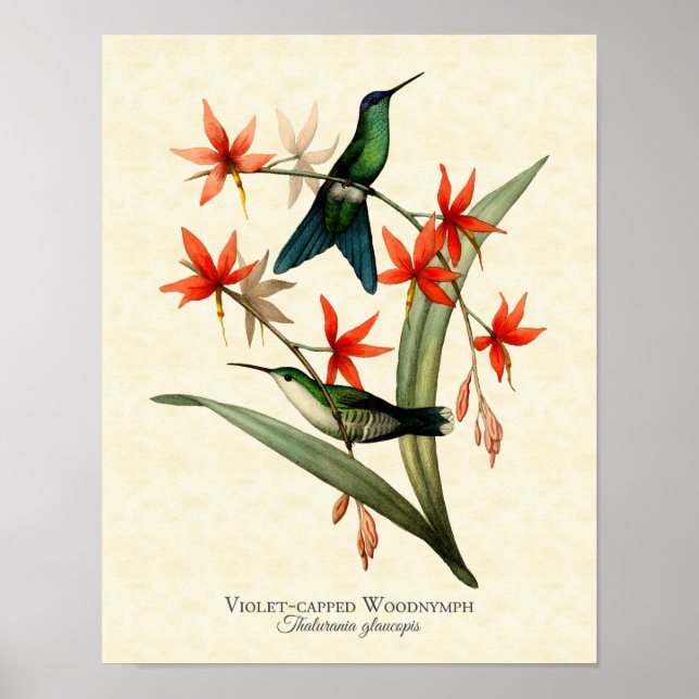 Poster Violet Capped Wood Nymphe Hummingbird Art Imprimer (Devant)