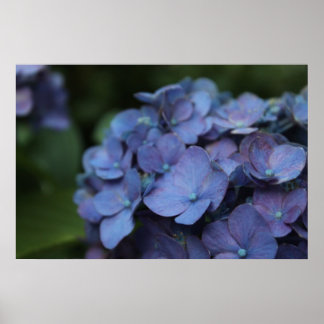 Poster Violet dans l'affiche Twilight