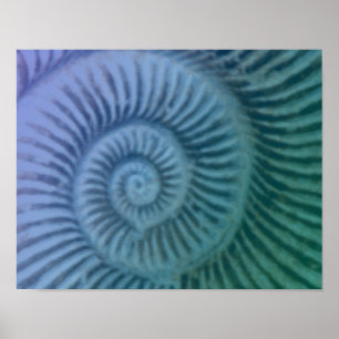 Poster Violet et vert Spiral Ammonite Fossil Art Imprimer