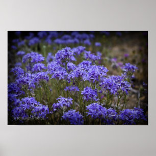 Poster violet Fleur sauvage noir Vignette