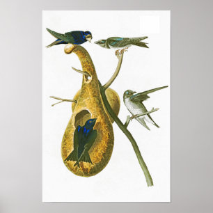 Poster Violet Martin John James Audubon Oiseaux d'Amériqu