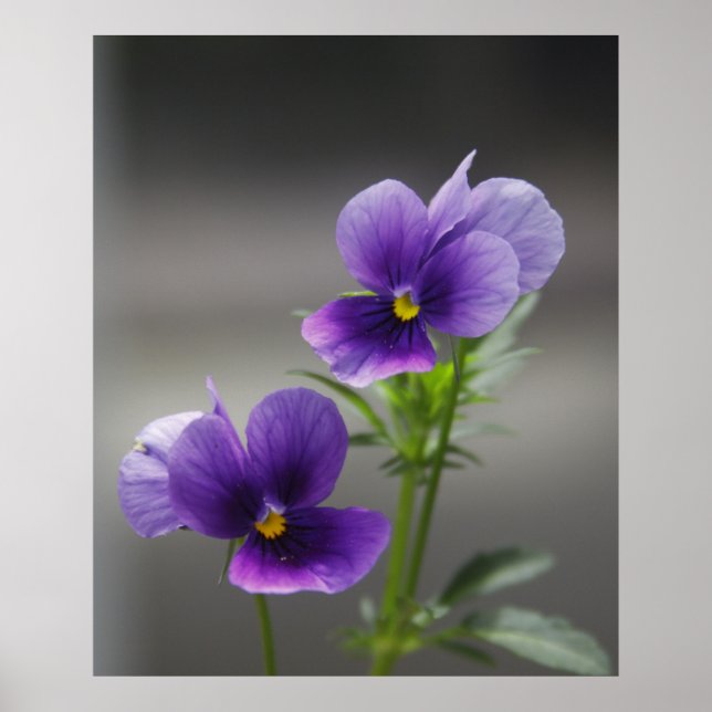 Poster Violets (Devant)