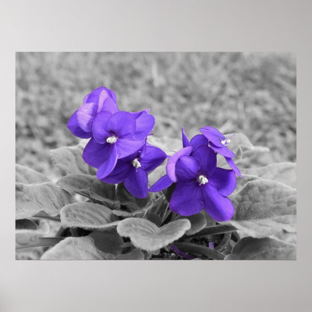 Poster Violets pourpres, (Devant)