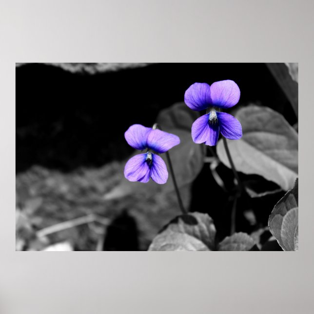 Poster Violette fatale (Devant)