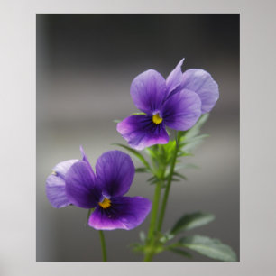 Poster Violettes