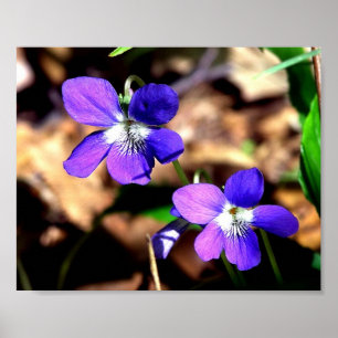 Poster Violettes contestées
