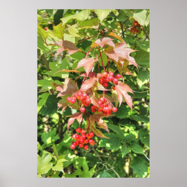 Poster Viornes à feuilles d'obier (Devant)